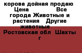 корова дойная продаю › Цена ­ 100 000 - Все города Животные и растения » Другие животные   . Ростовская обл.,Шахты г.